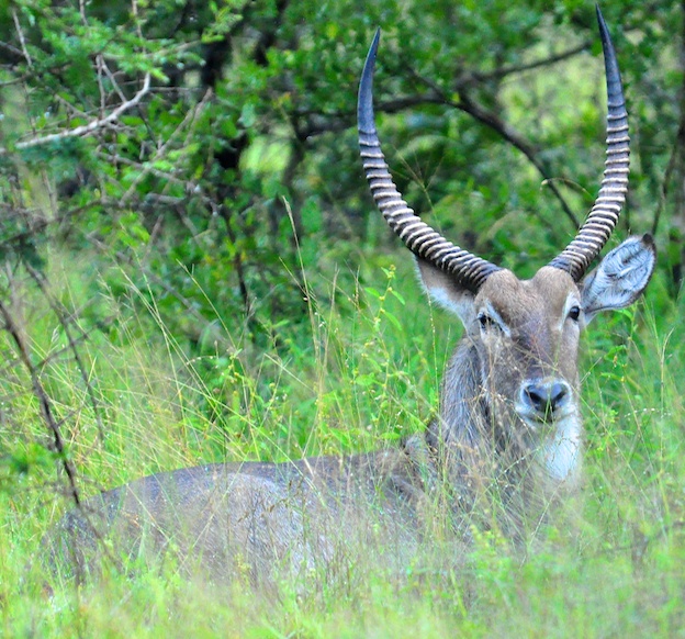 Melanie Heinrich - travel images - Lion Sands Private Game Reserve